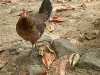 カウアイ島の鶏