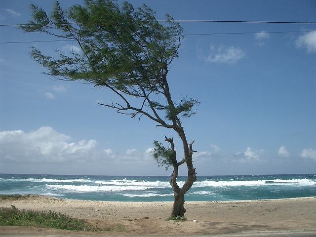 ハワイ・オアフ島モクレイアの海岸線の写真